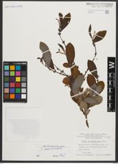 Foto von Salix appendiculata Vill.